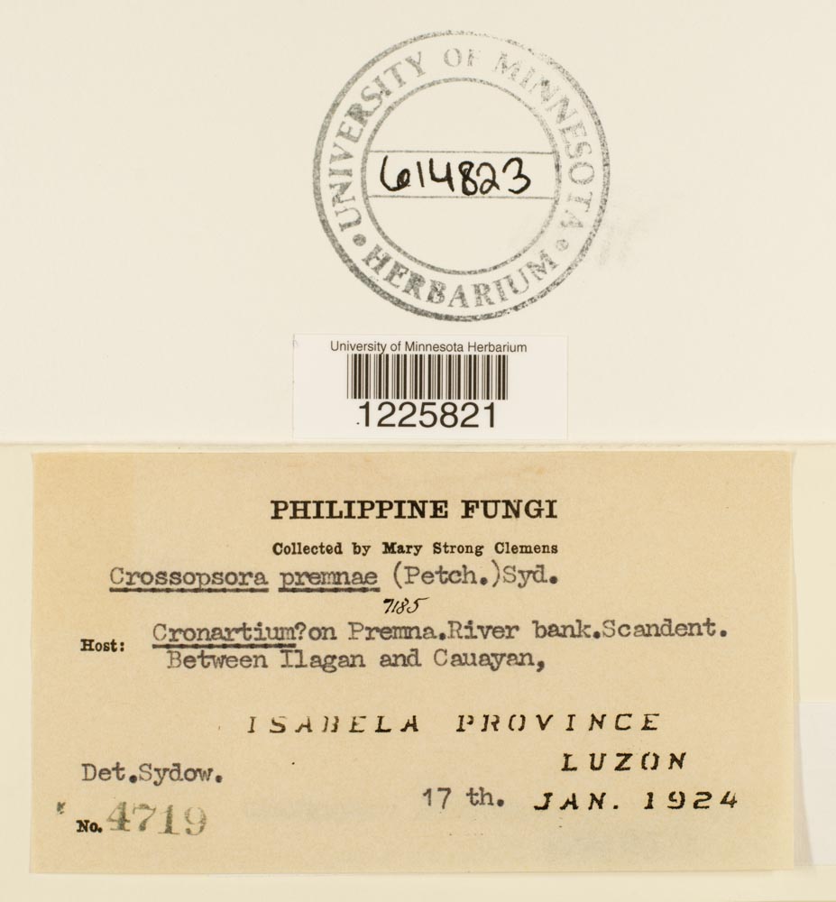 Crossopsora premnae image