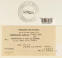 Crossopsora premnae image