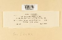 Crossopsora premnae image