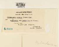 Crossopsora premnae image