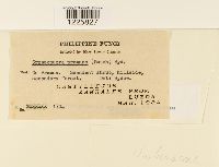 Crossopsora premnae image