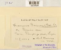 Crossopsora premnae image