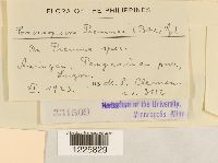 Crossopsora premnae image