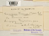 Crossopsora premnae image