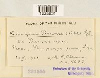 Crossopsora premnae image