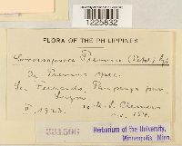 Crossopsora premnae image