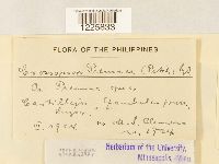 Crossopsora premnae image