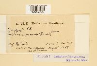 Dasyspora gregaria image