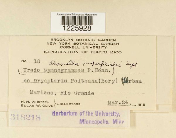 Desmella superficialis image