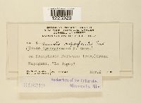 Desmella superficialis image