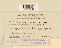 Desmella superficialis image