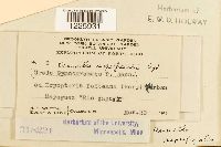 Desmella superficialis image