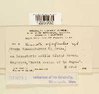 Desmella superficialis image