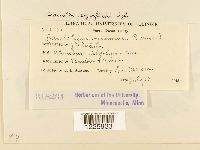 Desmella superficialis image