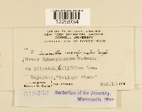 Desmella superficialis image