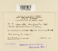 Desmella superficialis image