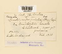 Desmella superficialis image