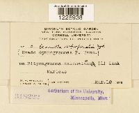 Desmella superficialis image