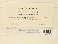 Desmella superficialis image