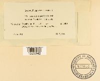 Desmella superficialis image