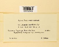 Desmella superficialis image