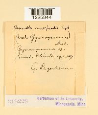 Desmella superficialis image