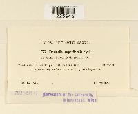 Desmella superficialis image