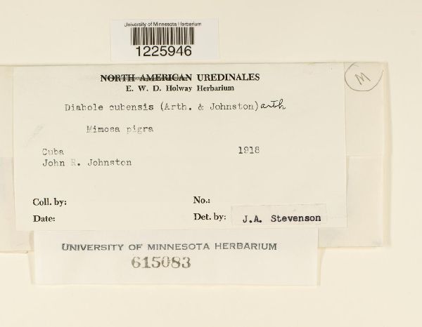 Diabole cubensis image