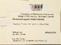 Media resource of Dicaeoma cyperi