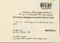 Media resource of Dicaeoma polygoni-amphibii