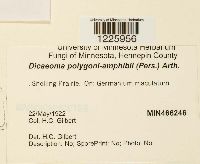 Dicaeoma polygoni-amphibii image