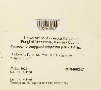 Dicaeoma polygoni-amphibii image