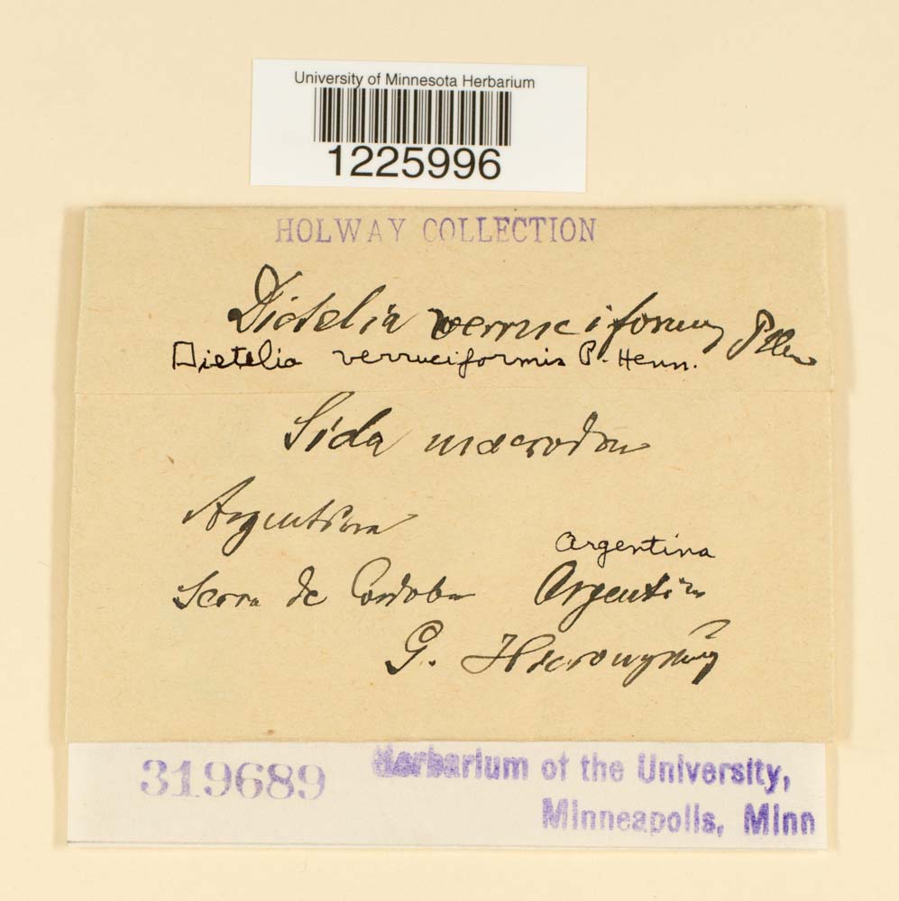 Dietelia verruciformis image