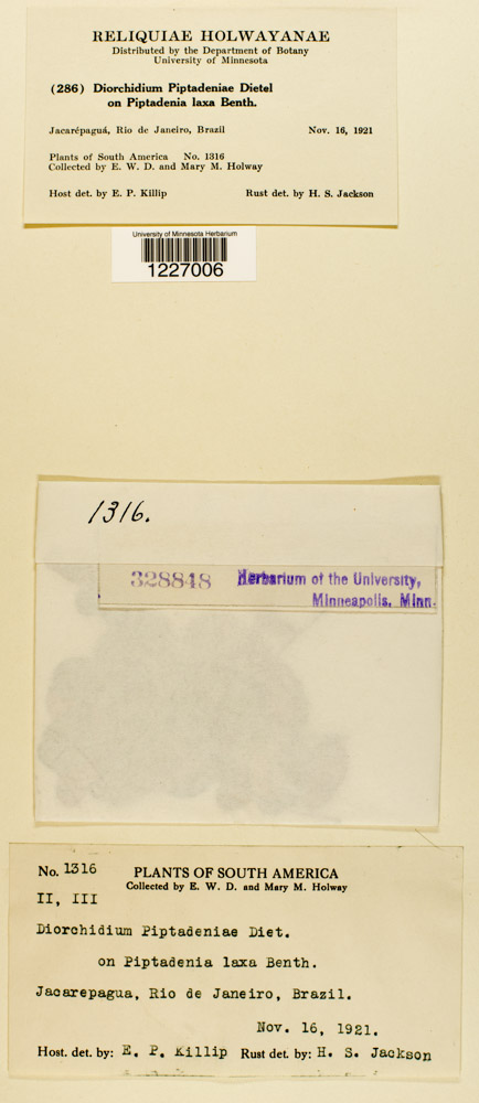 Diorchidium piptadeniae image