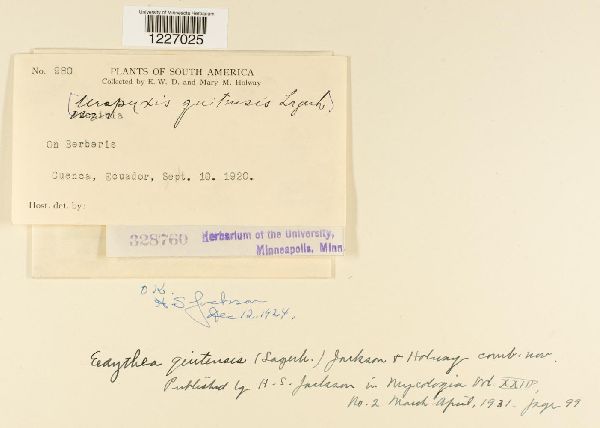 Edythea quitensis image