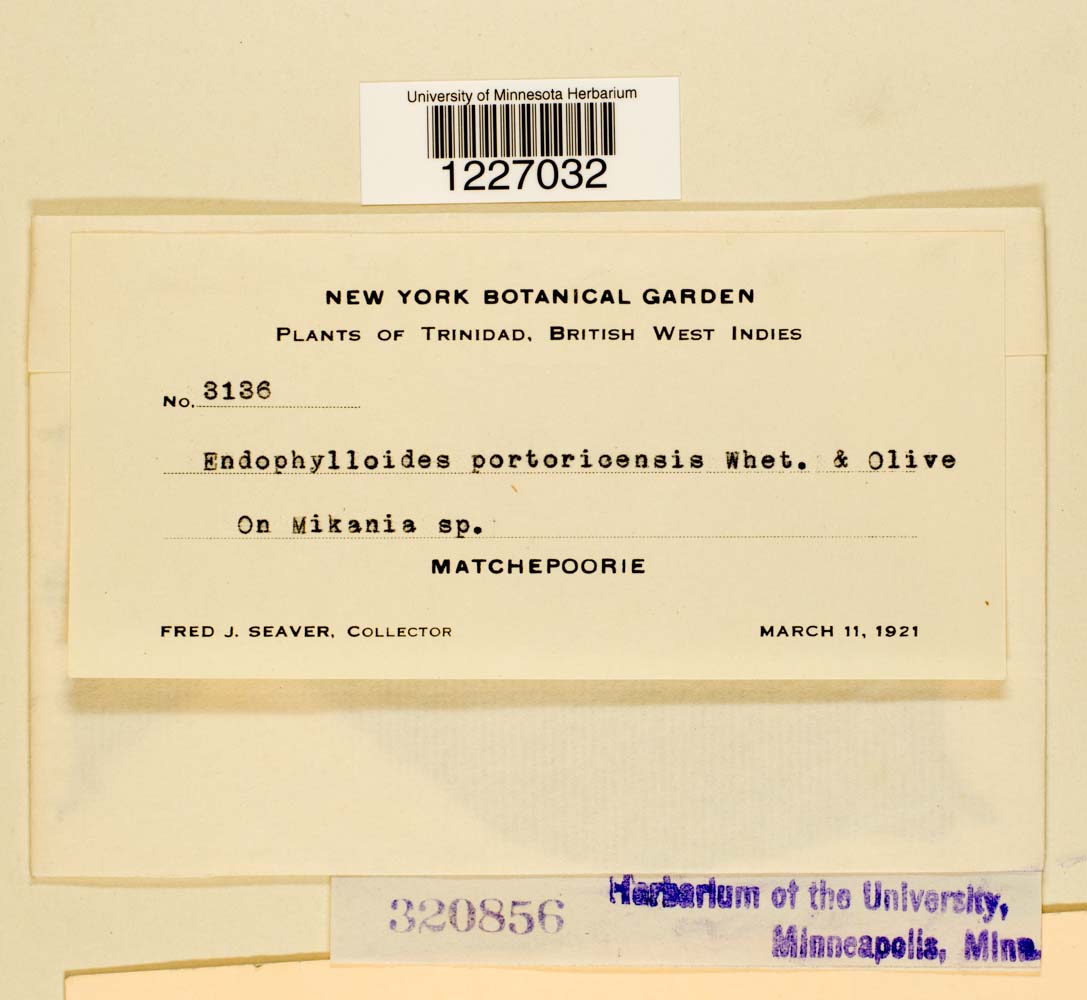 Dietelia portoricensis image