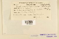 Dietelia portoricensis image