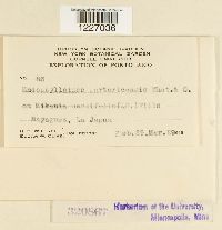 Dietelia portoricensis image