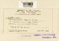 Dietelia portoricensis image