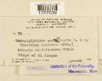 Dietelia portoricensis image