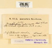 Dietelia portoricensis image