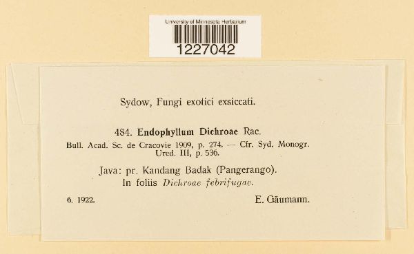 Endophyllum dichroae image