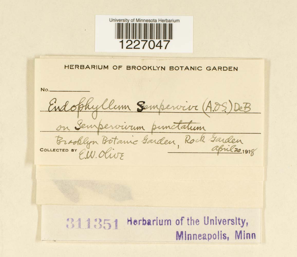 Endophyllum sempervivi image