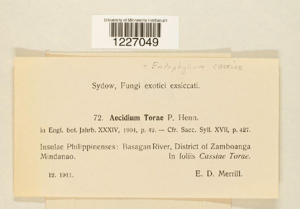 Endophyllum cassiae image