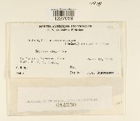 Image of Endophyllum circumscriptum