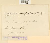 Endophyllum circumscriptum image