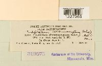 Endophyllum circumscriptum image