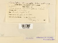 Endophyllum circumscriptum image