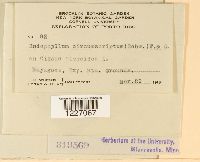 Endophyllum circumscriptum image