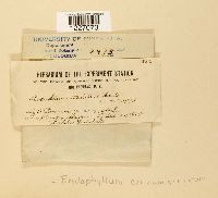 Endophyllum circumscriptum image